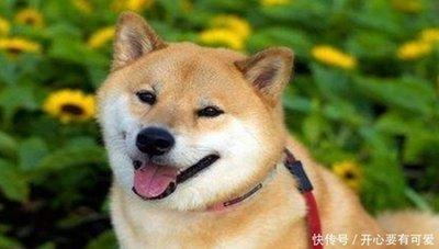属狗和什么生肖相配 哪些生肖的人适合属狗人 属狗和什么生肖相配 哪些生肖的人适合属狗人