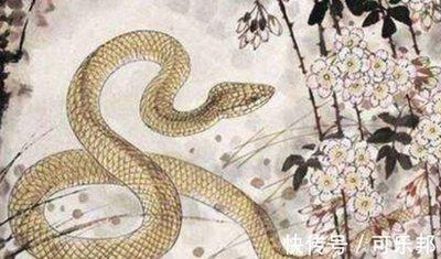 属狗和属蛇的合得来吗 属狗和属蛇的人是否合得来