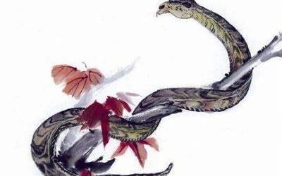 属狗和属蛇的合得来吗 属狗和属蛇的人是否合得来