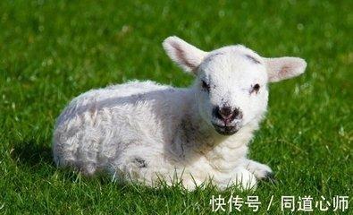属羊农历一月出生的人 遇到困境有贵人帮助吗