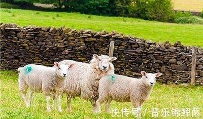 属羊农历六月出生的人 属羊人几月出生好