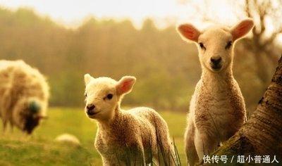 属羊和属什么合作最好 对你财运有帮助的合作伙伴