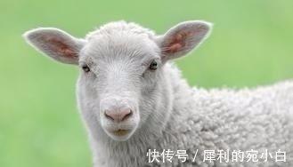 属羊女的婚后改变 婚前婚后的变化