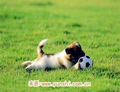 属狗男喜欢什么样女人 什么样的女人吸引属狗男