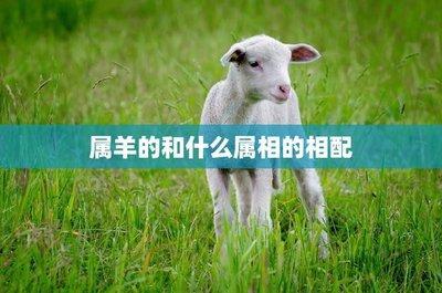 属羊爱情观怎样 与什么属相配对最幸福