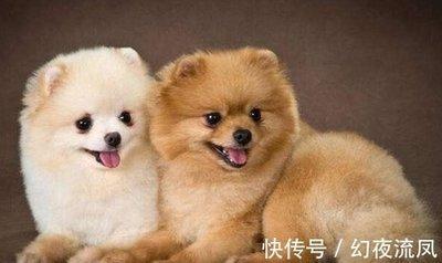 属狗的上等婚配属相是谁 属狗和谁在一起婚姻幸福