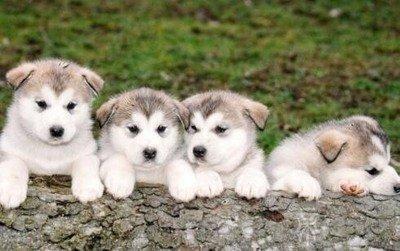 属狗的人2025年多大了 2025年属狗人是几岁 属狗的人2025年多大了 2025年属狗人是几岁