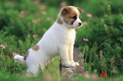 属狗的人2025年多大了 2025年属狗人是几岁