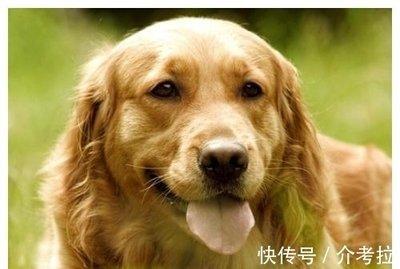 属狗的人几月出生能够获得好的运势