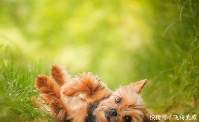 属狗的人出生在几月能够一生富贵无忧无虑