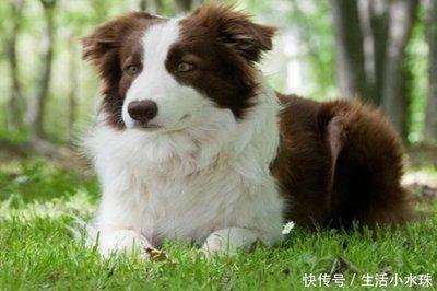 属狗的人命好吗 蛇年出生的人真的苦吗