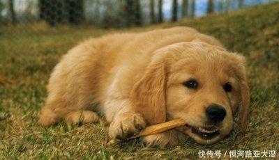 属狗的人如何在2025年中应对工作中的危机