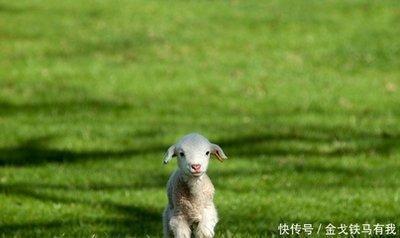 属羊的人2025年运势及运程男女