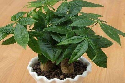 属羊的人养什么鱼(属羊的人适合养什么植物)