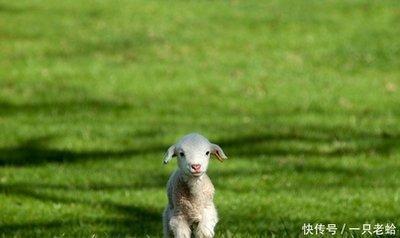 属羊的人出生在几月有着出色的运势