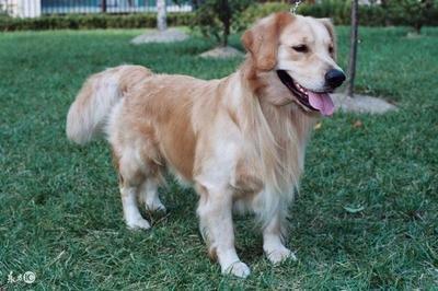 属狗的克星有哪些 属狗人一定要避开这几个生肖 属狗的克星有哪些 属狗人一定要避开这几个生肖