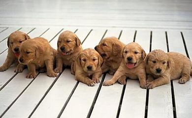 属狗的几月出生最好2026本命年里求财要谨慎