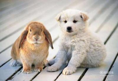 属狗的和什么属相最配 属狗人适合与哪些生肖一起