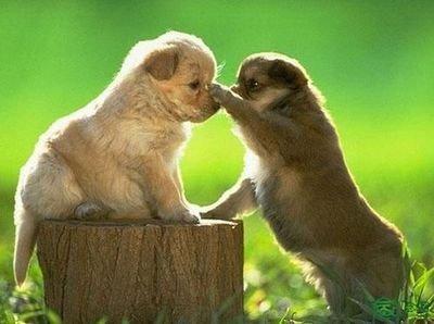 属狗的婚姻好不好 生肖狗一生婚姻怎么样 属狗的婚姻好不好 生肖狗一生婚姻怎么样