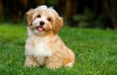 属狗的婚姻好不好 生肖狗一生婚姻怎么样 属狗的婚姻好不好 生肖狗一生婚姻怎么样