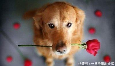 属狗的婚姻有几次 生肖狗的婚姻怎么样