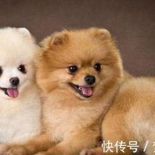 属狗的婚姻有几次 生肖狗的婚姻怎么样