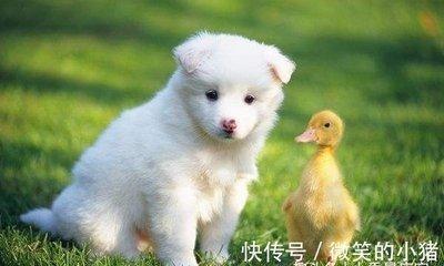 属狗的婚姻状况怎么样 生肖狗的婚姻会幸福吗