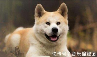 属狗的婚姻状况怎么样 生肖狗的婚姻会幸福吗