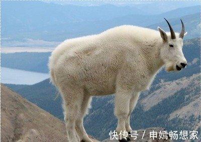 属羊的女人一生的婚姻与爱情好不好