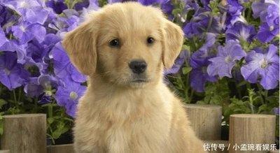 属狗的最佳配偶 什么生肖与生肖狗配