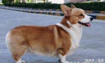 属狗的最佳配偶 什么生肖与生肖狗配
