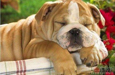 属狗的配什么属相 生肖狗的最佳配对是哪些属相 属狗的配什么属相 生肖狗的最佳配对是哪些属相