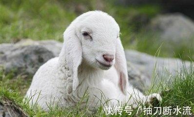 属羊的最佳配偶是哪个属相 什么生肖跟属羊人很配