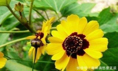 属狗的配什么生肖 属狗人最爱的人是谁
