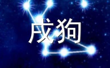属狗职场上的优势 属狗怎么在职场中取得成功