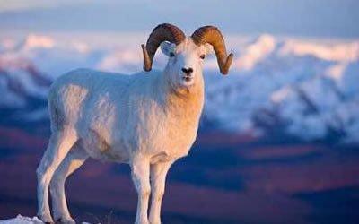 属羊的男人命好不好 属羊男一生运势如何