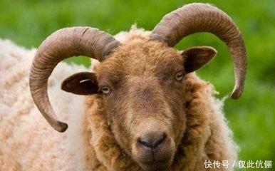 属羊的第一贵人是谁 属羊的贵人什么时候出现