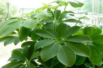 居家植物风水开运　开运植物摆放方法