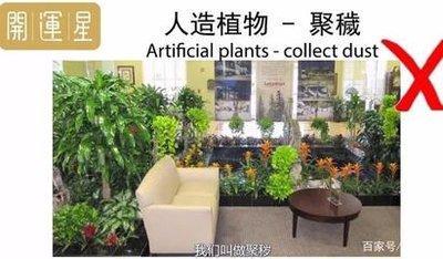 居家植物风水开运　开运植物摆放方法