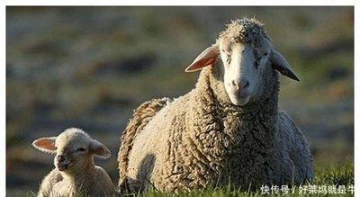 属羊职场上的优势 属羊怎么在职场中取得成功