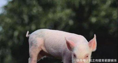 属猪人2025年运气如何  生肖猪什么运最好