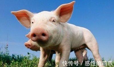 属猪人出生在哪些日子是富贵命很幸运 属猪人出生在哪些日子是富贵命很幸运