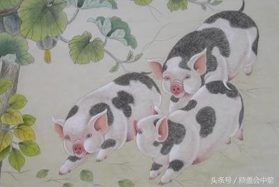 属猪人出生月的命运对2025年运势有何影响