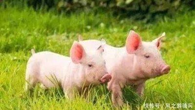 属猪人取名字配什么字好 收藏起来对你有帮助