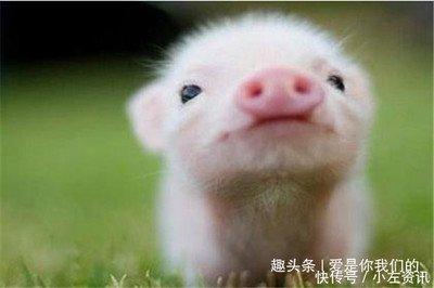 属猪人取名字配什么字好 收藏起来对你有帮助