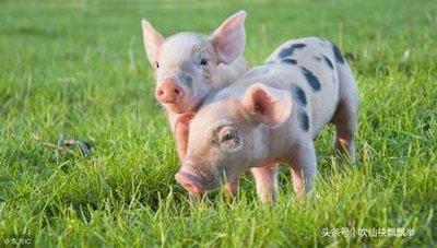 属猪人哪一月份出生命最好 几月份出生的属猪人好 属猪人哪一月份出生命最好 几月份出生的属猪人好