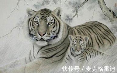 属虎人2025年运势好吗 有哪些不如意事情