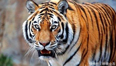 属虎人2025年运气如何  生肖虎什么运最好