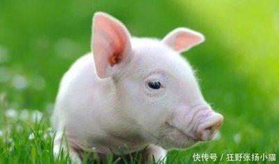 属猪人最合的生肖 生肖猪最配对的生肖有什么