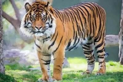 属虎人今年2026爱情运势 会遇到怎样的人